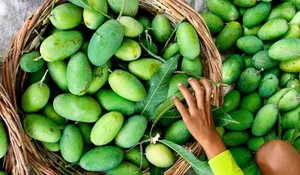 લંગડા કેરીનું નામ કેવી રીતે પડ્યું? જાણો તેની પાછળની રસપ્રદ વાર્તા