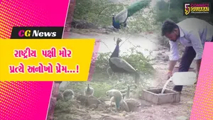 સુરેન્દ્રનગર : મૂળીના પ્રકૃતિ પ્રેમીનો રાષ્ટ્રીય પક્ષી મોર ઉછેર માટેનો સેવાયજ્ઞ,12 વર્ષમાં 40થી વધુ મોરનો કર્યો છે ઉછેર