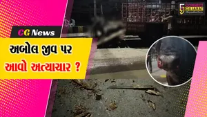 ભરૂચ: નગરપાલિકાની ઢોર પકડનાર ટીમ દ્વારા અત્યંત ક્રૂર અત્યાચાર કરાયો, વિડીયો બહાર આવતા ખળભળાટ