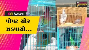 અમદાવાદ : રૂ. 15 લાખના 11 વિદેશી પોપટની ચોરી કરનાર શખ્સ ઝડપાયો, અન્ય 2 લોકોની શોધખોળ...