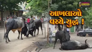 અંકલેશ્વર: ભડકોદ્રા ગામના મુખ્ય માર્ગ પર 2 આખલાઓ વચ્ચે યુદ્ધ, વાહનચાલકોમાં નાસભાગ