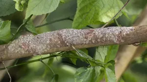 Masters of Camouflage