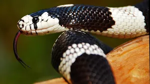 Snake prevention tips monsoon, home remedies for snakes, naphthalene snake repellent, ammonia spray for snakes, rural snake control, natural snake repellent, monsoon safety snakes