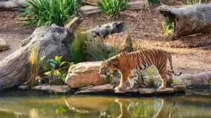 Tiger Urine