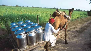 Milk production