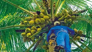 coconut harvesting in Kerala South India