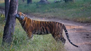 jungle lodge in India