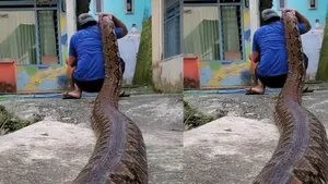 python snake video viral