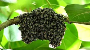 bees