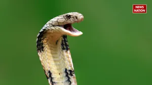 cobra facts news