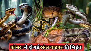 Cobra vs Russell Viper