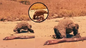 komodo dragon viral videos 