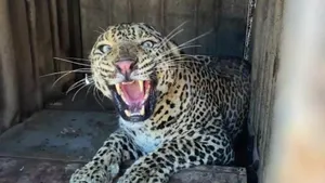 leopard 