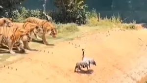 viral video tiger attacks