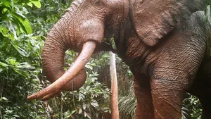GHOST ELEPHANT