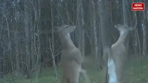 deer fight vide