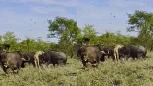 Viral News wildlife