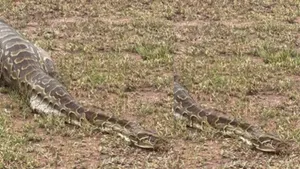 viral python video