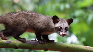 Vietnam Parents gave 100 civet cat to daughter as Wedding gift