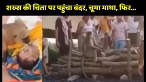 Monkey kiss to dead body video viral