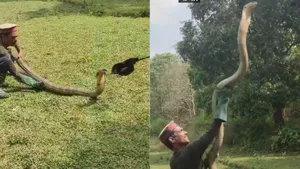 cobra video viral news