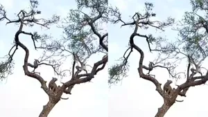 Viral video monkey and tendua