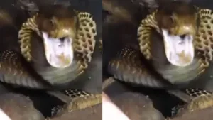 VIRAL COBRA VIDEO ON SOCIAL MEDIA