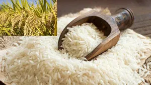 Bhagalpur katarni rice