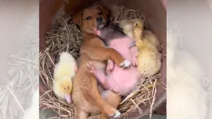 New Viral Video of Baby Pig Puppy and Birds kid