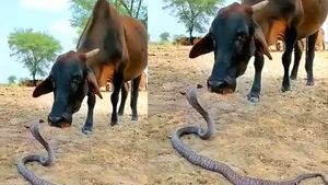 Cow and King Cobra Viral Video