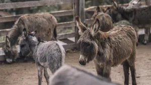 Pakistani Donkeys price hike by 1500 Percent 