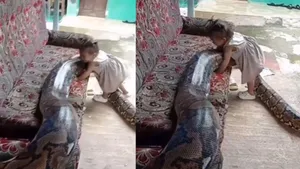 viral python video and baby girl