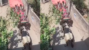 Viral attack bull video