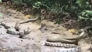 cobra vs python video