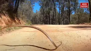 flying snakes video