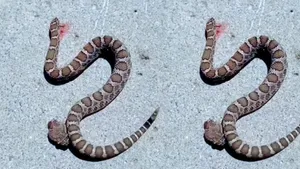 viral snakes videos