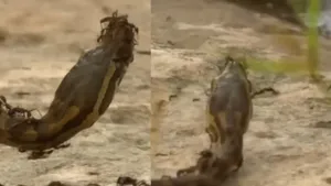 ants viral python