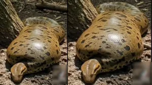 viral python video on social media