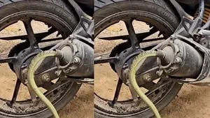 Viral snake enters bike slincer