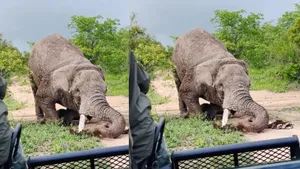 viral video elephants