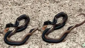 viral video snake mating