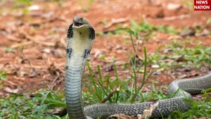 snake