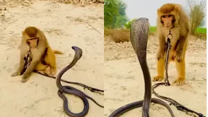 monkey cobra video