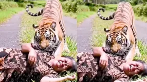 TIGER ATTACK VIDEO