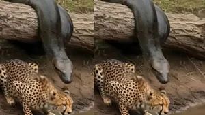 viral video snake tiger