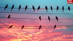 birds not get electric shock