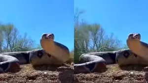 Titanoboa Snake