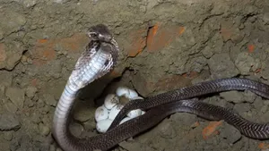 cobra eggs