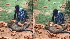 viral leopard attack