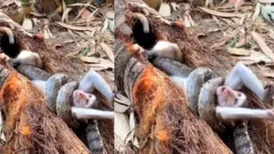 viral monkey video
